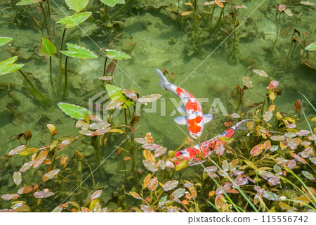 Nameless Pond (also known as Monet's Pond) (Itadori, Seki City, Gifu Prefecture) Nameless Pond (also known as Monet's Pond) (Itadori, Seki City, Gifu Prefecture) 115556742