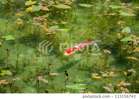 無名池(通稱莫內池)(岐阜縣關市板取) 無名池(通稱莫內池)(岐阜縣關市板取) 115556743