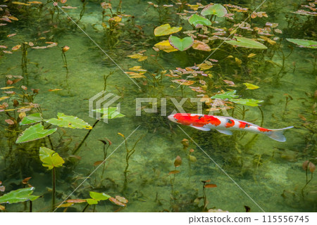 Nameless Pond (also known as Monet's Pond) (Itadori, Seki City, Gifu Prefecture) 115556745