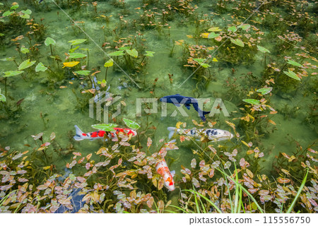 Nameless Pond (also known as Monet's Pond) (Itadori, Seki City, Gifu Prefecture) Nameless Pond (also known as Monet's Pond) (Itadori, Seki City, Gifu Prefecture) 115556750