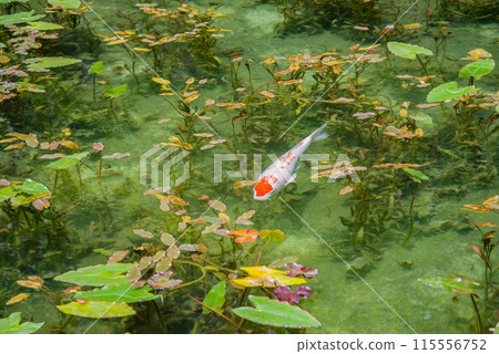 Nameless Pond (also known as Monet's Pond) (Itadori, Seki City, Gifu Prefecture) 115556752