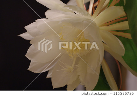 月見2 月見2 115556786