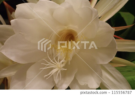 月光之美3 115556787