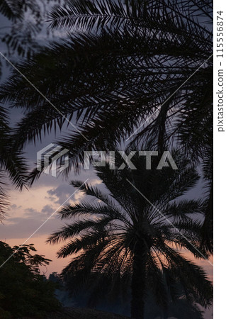 Palm trees against the background of dawn. The silhouette of palm trees. The coast of the Indian Ocean. Background. Vertical photo. 115556874