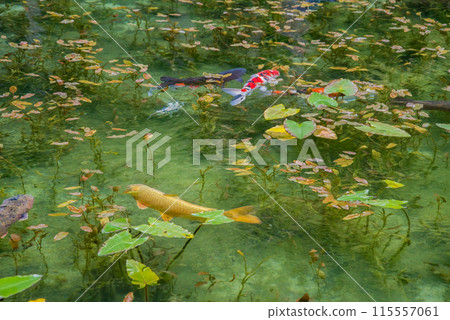 Nameless Pond (also known as Monet's Pond) (Itadori, Seki City, Gifu Prefecture) 115557061