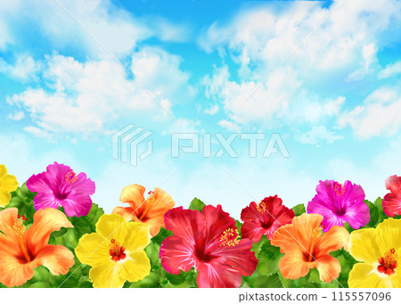 Hibiscus and blue sky background Summer landscape Hibiscus and blue sky background Summer landscape 115557096