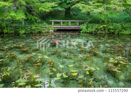 Nameless Pond (also known as Monet's Pond) (Itadori, Seki City, Gifu Prefecture) Nameless Pond (also known as Monet's Pond) (Itadori, Seki City, Gifu Prefecture) 115557200