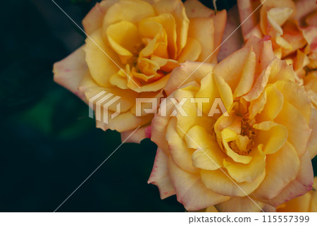 Big yellow roses on dark green background. Street garden flowers. Flower bed with yellow roses. Love and romance concept. Garden roses, close up. Rose garden in bloom. Big yellow roses on dark green background. Street garden flowers. Flower bed with yellow roses. Love and romance concept. Garden roses, close up. Rose garden in bloom. 115557399