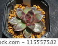 Echeveria Brown Crystal 115557582
