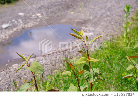 路邊的日本虎杖 路邊的日本虎杖 115557824