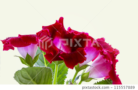 Close up of red gloxinia flowers on white background 115557889