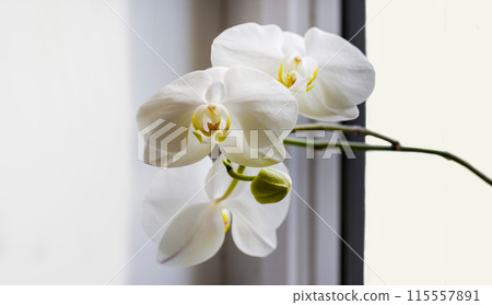White orchid flower on a window with a beautiful background White orchid flower on a window with a beautiful background 115557891
