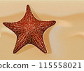 Starfish on the sand 115558021