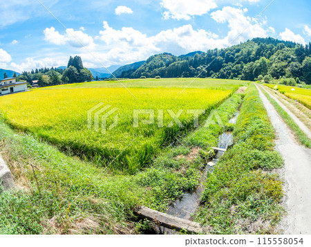 用對角魚眼鏡頭拍攝稻米山形清新的仲夏田園風光 用對角魚眼鏡頭拍攝稻米山形清新的仲夏田園風光 115558054
