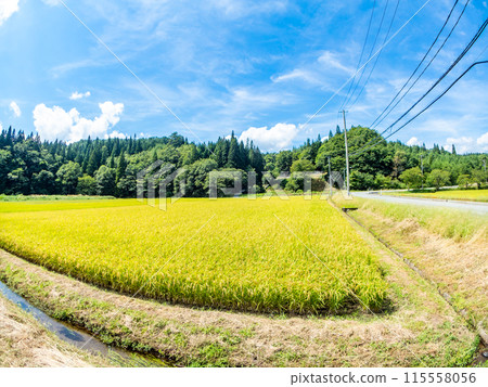 用對角魚眼鏡頭拍攝稻米山形清新的仲夏田園風光 用對角魚眼鏡頭拍攝稻米山形清新的仲夏田園風光 115558056