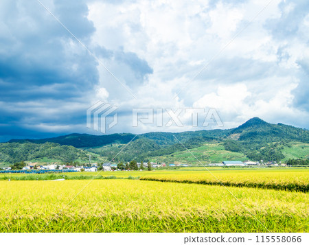 稻米產地山形清新的仲夏田園風光 稻米產地山形清新的仲夏田園風光 115558066