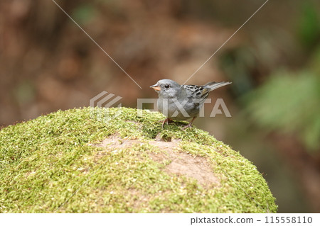 Kurojimesu 115558110