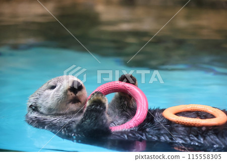 Lilo the Sea Otter Lilo the Sea Otter 115558305