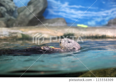 Lilo the Sea Otter Lilo the Sea Otter 115558309
