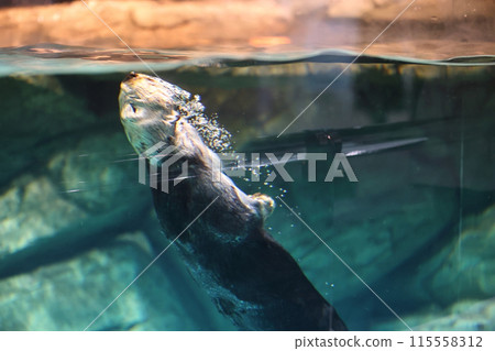 Lilo the Sea Otter 115558312