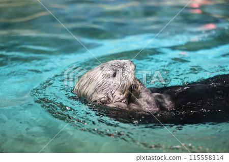 Lilo the Sea Otter Lilo the Sea Otter 115558314