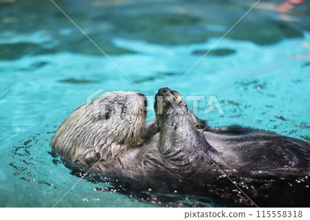 Lilo the Sea Otter 115558318