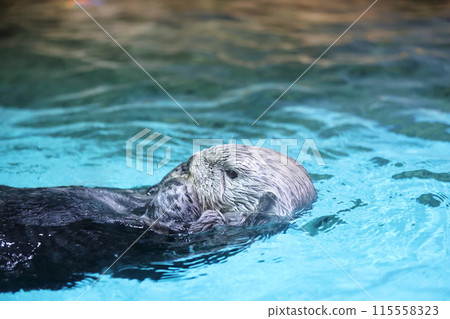 Lilo the Sea Otter Lilo the Sea Otter 115558323