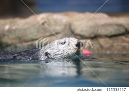 海獺莉洛 115558337
