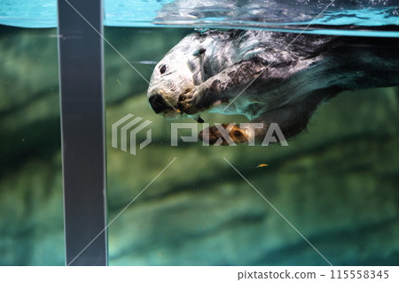 Lilo the Sea Otter Lilo the Sea Otter 115558345