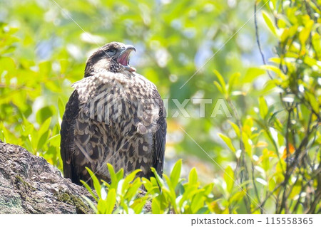 一隻看起來正在打哈欠的年輕遊隼 一隻看起來正在打哈欠的年輕遊隼 115558365