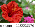 Red hibiscus flower 115558370