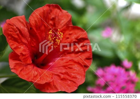 紅芙蓉花 紅芙蓉花 115558370