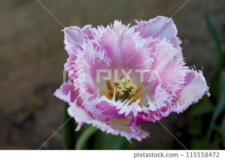 tulip terry 115558472
