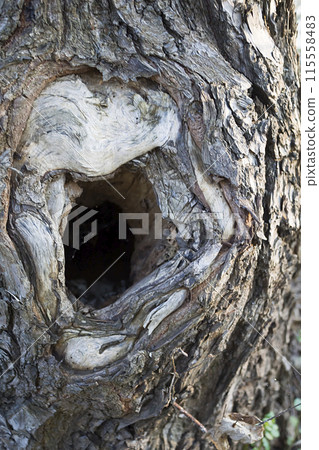 hollow in a tree 115558483