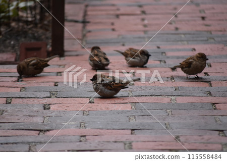 sparrow on the road 115558484