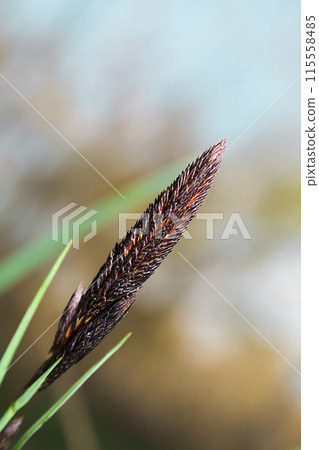sedge flowering 115558485