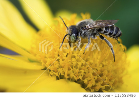 bee on a yellow flower 115558486