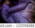 drops on iris petal 115558488