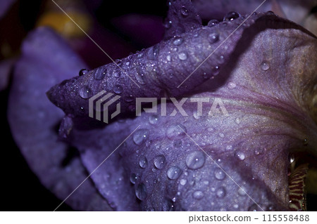 drops on iris petal 115558488
