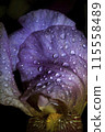 Iris with drops 115558489