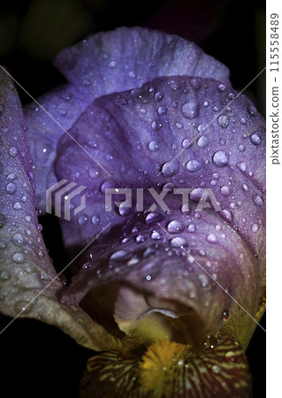 Iris with drops 115558489