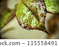 drops on a young rose leaf 115558491