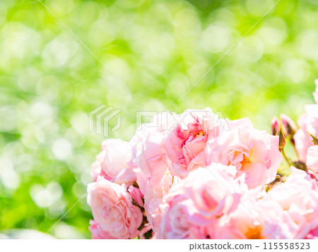美麗的初夏風光，春天的玫瑰盛開，芬芳的美麗 115558523
