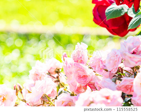 美麗的初夏風光,春天的玫瑰盛開,芬芳的美麗 美麗的初夏風光,春天的玫瑰盛開,芬芳的美麗 115558525