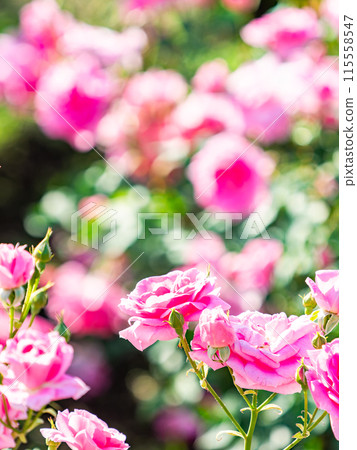 Beautiful early summer scenery, spring roses in full bloom with scented beauty 115558547
