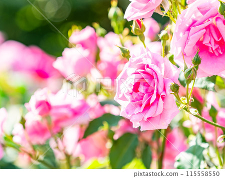 美麗的初夏風光，春天的玫瑰盛開，芬芳的美麗 115558550