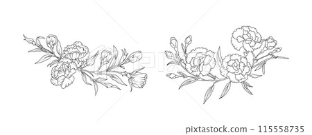 Carnation flower arrangement line art on white background. Silhouette botanical hand drawn element for wedding, invitation frame design, vector illustration 115558735