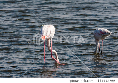 Flamingos near Walvis Bay 115558766
