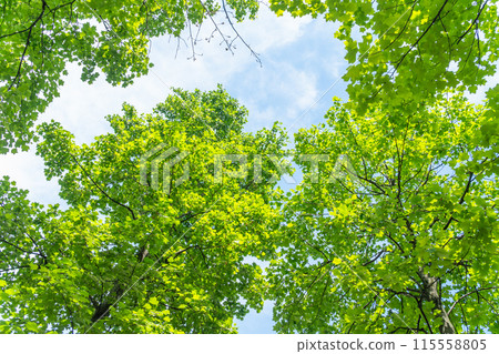 Looking up at the fresh greenery of the plane trees and the blue sky 115558805