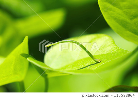 A beautiful arch-pose of the larva of the two-striped sandworm moth (inchworm, natural light & strobe, macro lens close-up) 115558964